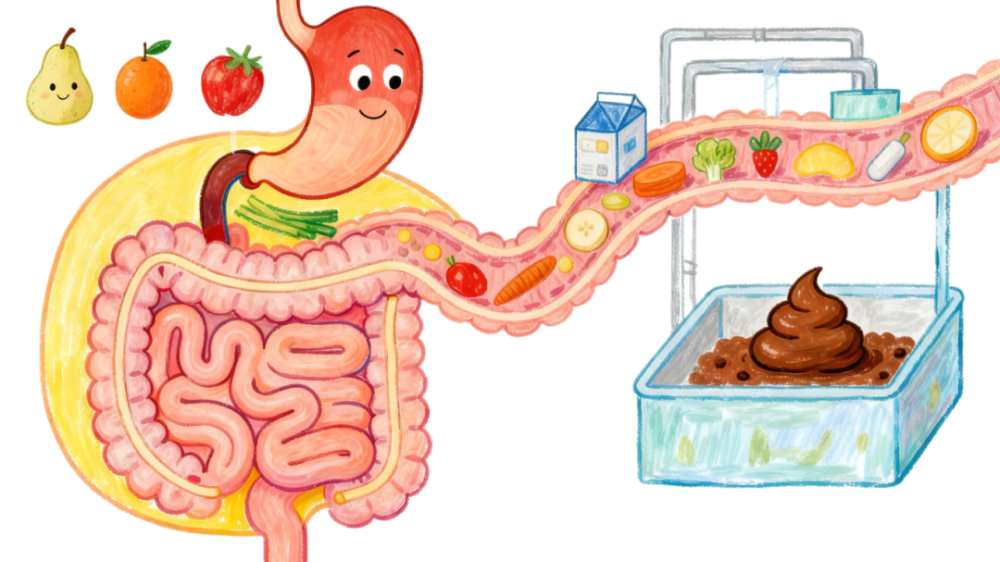 大肠小肠都是肠，为啥大肠故障率更高？