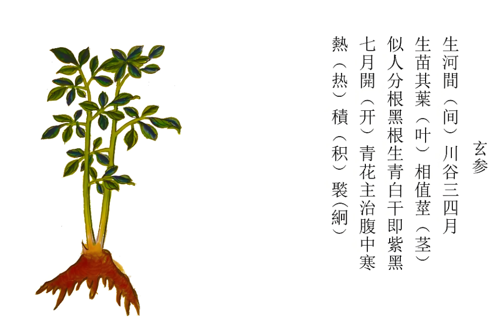 玄参：埋在土里的黑色&ldquo;灭火器&rdquo;