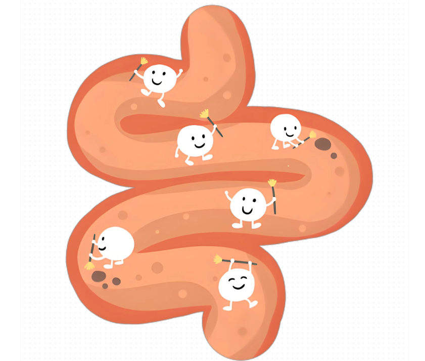 益生菌在肠易激综合征（IBS）治疗中的应用