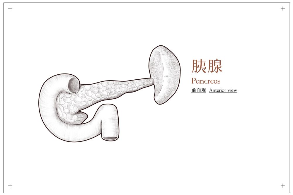 胰腺.jpg
